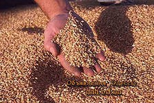 Хватит ли всем хлеба? Состояние зернового рынка 2012