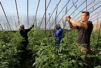Китайские сельхозпроизводители  претендовуют на львиную долю плодоовощного рынка России 