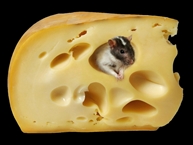 Как бороться с "переобутым"  сыром