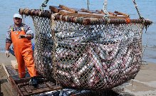 Разные судьбы норвежского и чилийского лосося