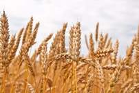 США проигрывает России в пшеничных войнах