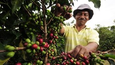 Кофе становится дефицитом, индустрия на грани вымирания