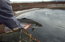 Почему не стоит есть искуственно выращенного лосося, восемь шокирующих фактов