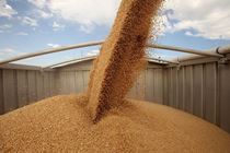 Россия доминирует на зерновом рынке, вытесняя конкурентов