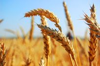 Мировые производители зерна с радостью ждут неурожая